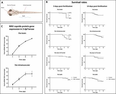 Zebrafish as a Vertebrate Model for Studying Nodavirus Infections